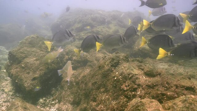 Blanqueamiento de coral y proliferaci&oacute;n de algas invasoras en arrecifes de Isla Coiba, Panam&aacute;, evidenciando los impactos del cambio clim&aacute;tico, la eutrofizaci&oacute;n y la acidificaci&oacute;n del oc&eacute;ano