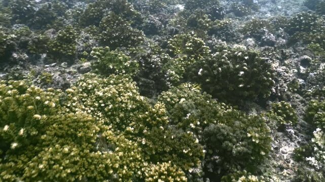 Blanqueamiento de coral y proliferaci&oacute;n de algas invasoras en arrecifes de Isla Coiba, Panam&aacute;, evidenciando los impactos del cambio clim&aacute;tico, la eutrofizaci&oacute;n y la acidificaci&oacute;n del oc&eacute;ano