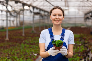 in blue overall girl chief agronomist of wholesale base of ornamental plants inspects young begonia...