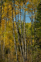 Obraz premium A forest with many trees and a blue sky