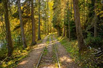 Obraz premium A train track in a forest with trees and leaves on the ground