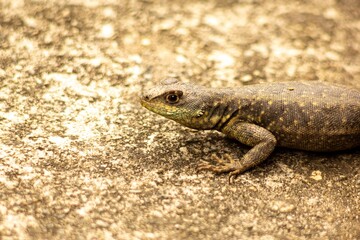 Naklejka premium Lagarto sobre piso de concreto. 