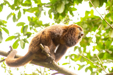 Macaco bugio no galho de árvore da Mata Atlântica Brasileira. 