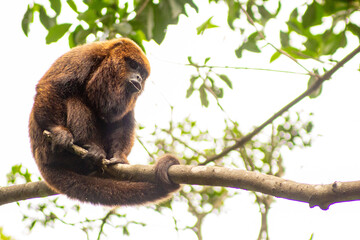 Macaco bugio no galho de árvore da Mata Atlântica Brasileira. 