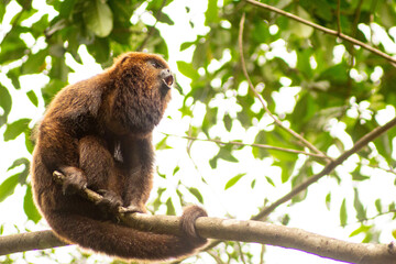 Macaco bugio no galho de árvore da Mata Atlântica Brasileira. 