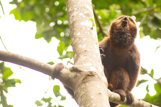 Macaco bugio no galho de &aacute;rvore da Mata Atl&acirc;ntica Brasileira. 