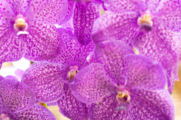 Pétalas de orquídeas de cor lilás. 