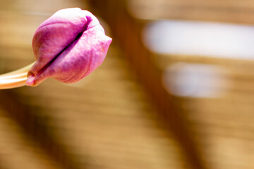 Botão da flor  orquídea cor de rosa. 