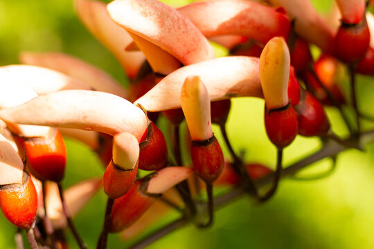 Flor em forma de pequenos bulbos de cor vermelha e cachos.