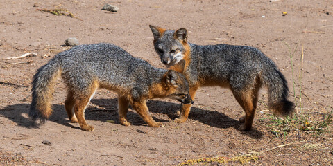 Island Foxes  on the Channel Islands in California