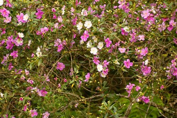 Fototapeta premium Árvore florida, com flores de cor de rosa e branca. 