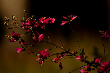 Galho de árvore florido com flores de cor vermelha. 