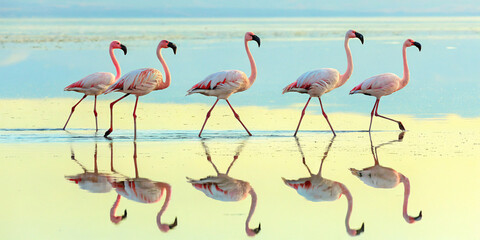 Fototapeta premium flamingos in water, reflection of pink feather animal