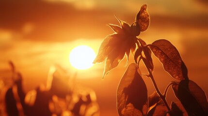A silhouette of a plant against a vibrant sunset sky, capturing nature's beauty.