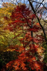天ヶ谷渓谷の紅葉

