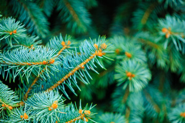 A close up of a tree branch with green leaves and orange tips