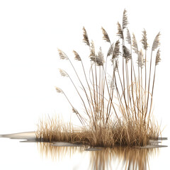 reeds at lake shore with a white accent, png