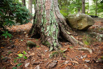 Fototapeta premium Lichen on a pine tree