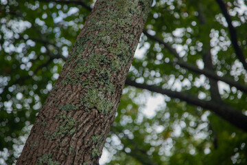 Lichen on a tree