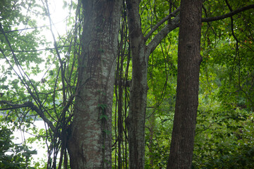 Obraz premium Lichen on a tree