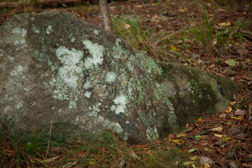 Lichen on a rock