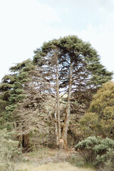 large cedar tree located on the way to a mountain