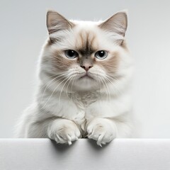 Obraz premium The grumpy cat had a furrowed brow and narrowed eyes as it stared directly into the camera, its white fluffy fur contrasting sharply against the plain white background.