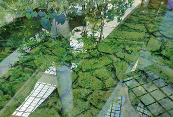 Reflective Green Harmony.A serene image of water reflecting lush greenery and a structured glass ceiling above. The interplay of green aquatic vegetation, fragmented patterns of light, and architectur