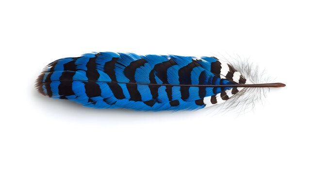 A single blue jay feather isolated on white background