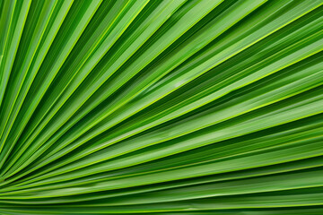 Sunlit Palm Leaf