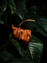 Close up image of dying Anthurium flower wth faded colors, Anthurium withered, Flower withered