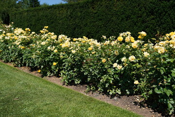 Golden Blooms in Harmony