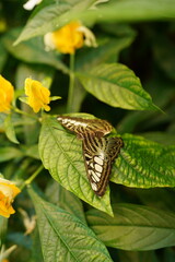 Butterfly in a Floral Atmosphere 