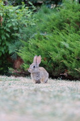 Nature's Gentle Hopper