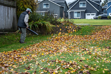 Senior man with ear protection and a gas-powered leaf blower working on fall maintenance, cleaning up windstorm debris, yellow leave, on a green lawn
