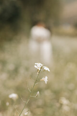 small white flower, little white flowers