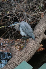 Great blue heron on a log