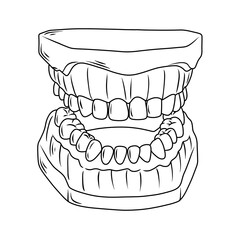 Illustration of dentures outline