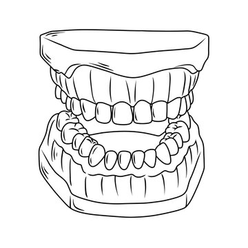 black and white teeth model clip art preview