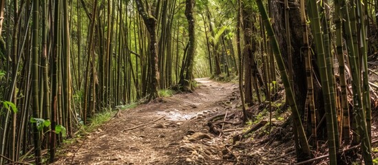 Obraz premium Path through bamboo forest