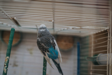 A vibrant blue and white budgerigar perched inside a wire birdcage, showcasing its colorful plumage in a domestic setting.
