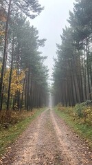 Obraz premium A misty forest path lined with tall trees and autumn foliage.