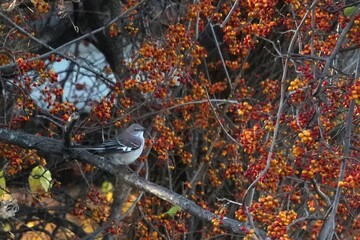 Bird eating bitter sweet berries