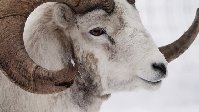 Male Dall Sheep (Ovis dalli) - Thinhorn Sheep With Curling Horns. - close up shot
