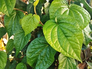 Piper betle or Betel leaves in the yard. It is a herbal plant that is often found in tropical areas such as Indonesia.