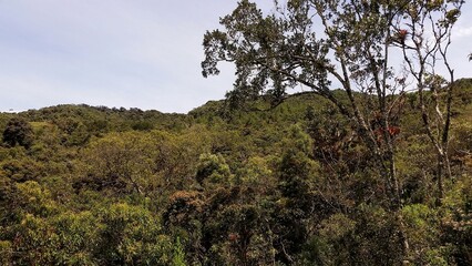 Bosque nativo en vía de extinción 
