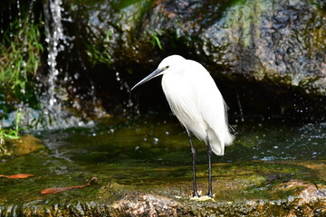 GARCETA COM&Uacute;N