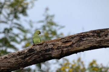 A vibrant green parakeet sits perched on a weathered, gnarled branch. Its beak is bright red color, and its eyes are dark. The background is blurred green of leaves and a hazy sky.