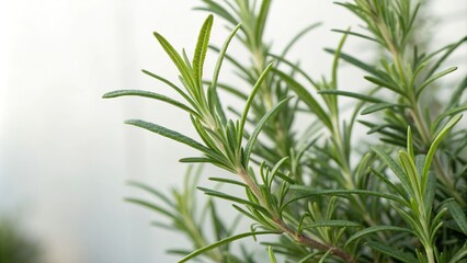 Fototapeta premium Close-up of rosemary leaves with a hint of light, rosemary, botanical, leafy, green, nature photography