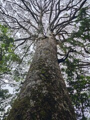 Fototapeta premium old tree in the forest, Vietnam
